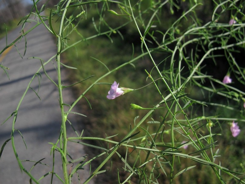 Green False Foxglove photo 3