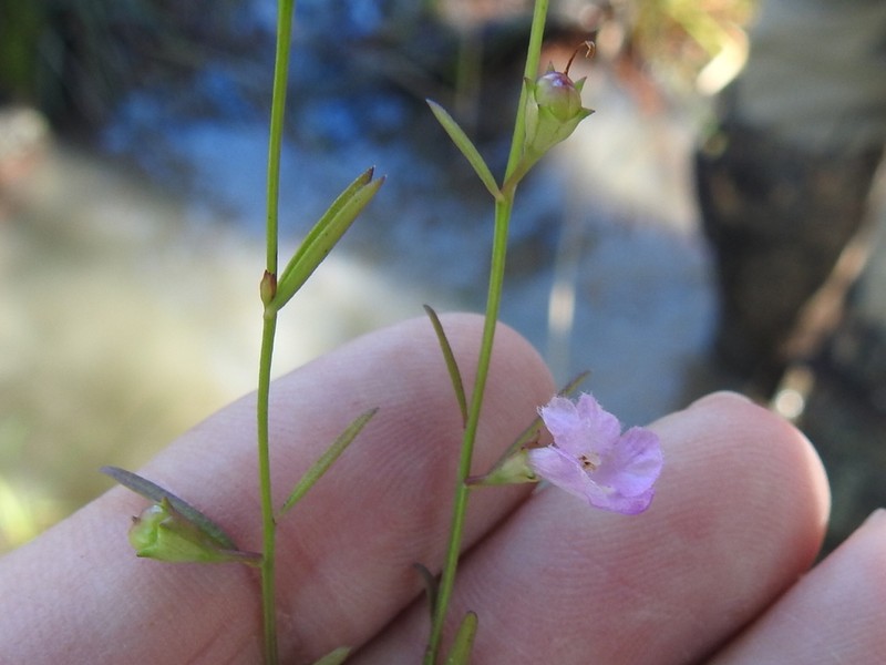 Green False Foxglove photo 4