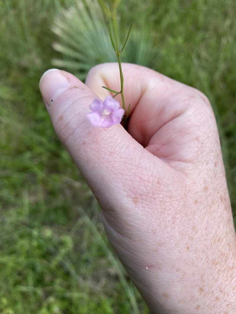 Green False Foxglove photo 5
