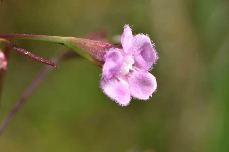 Green False Foxglove photo 7