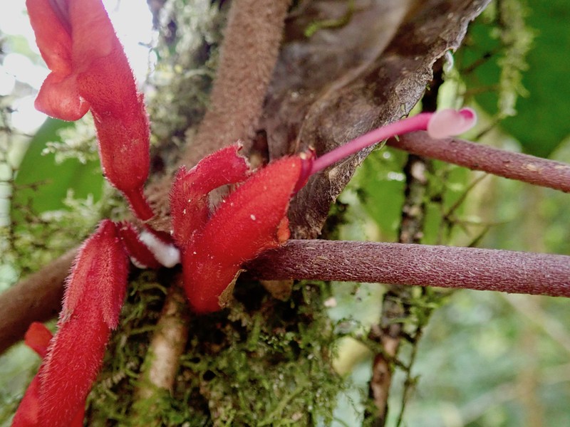 Agalmyla angustifolia photo 2