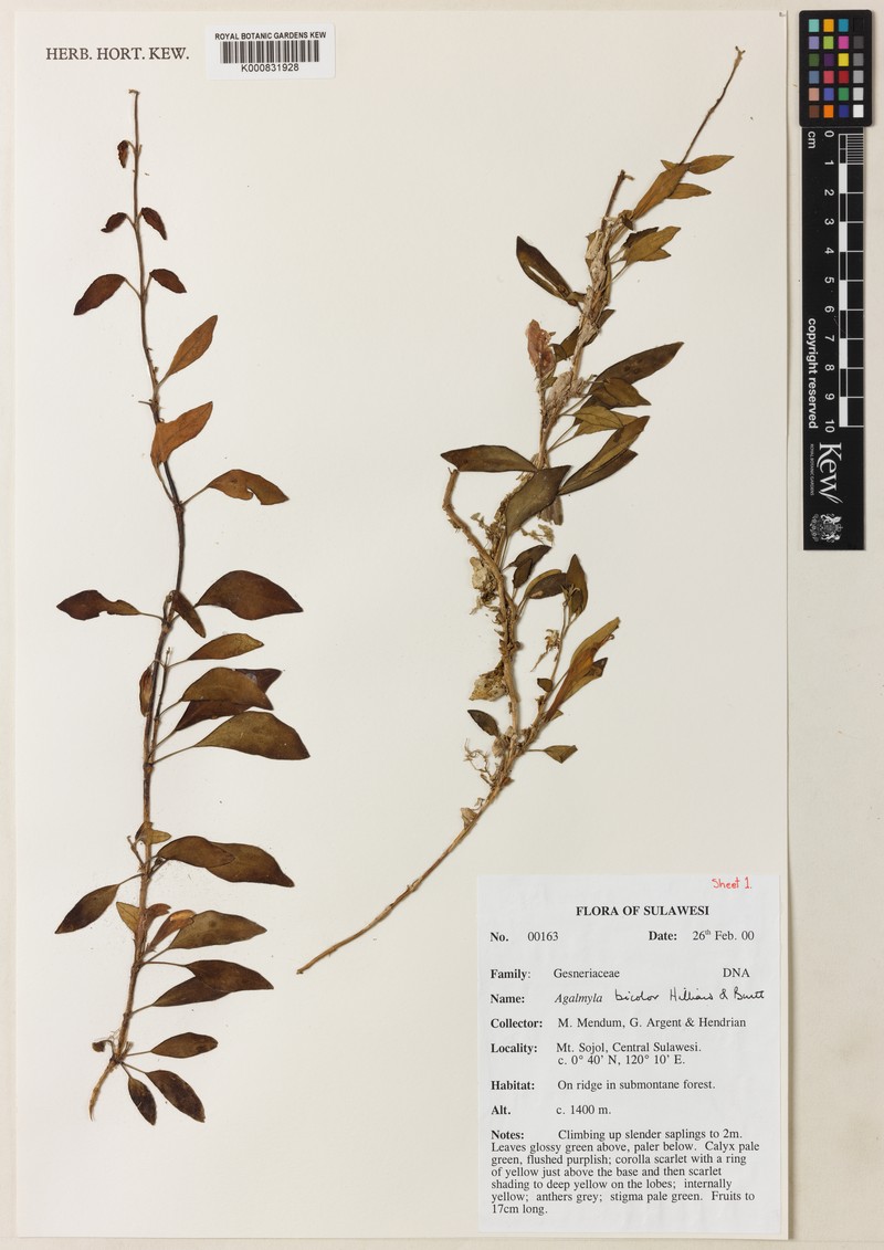 Agalmyla bicolor