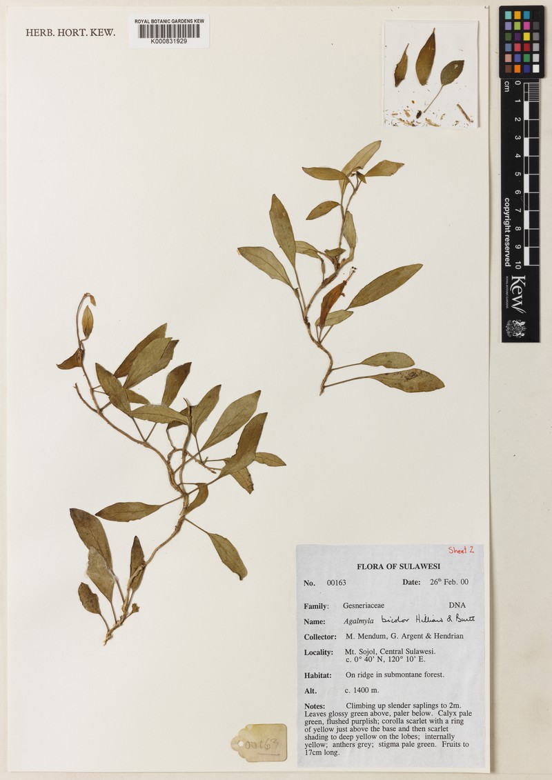 Agalmyla bicolor photo 2