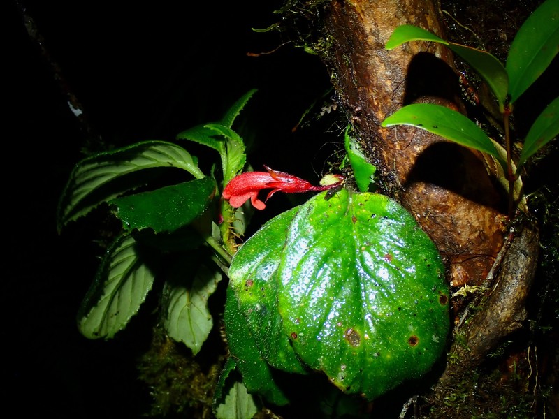 Agalmyla biflora photo 2