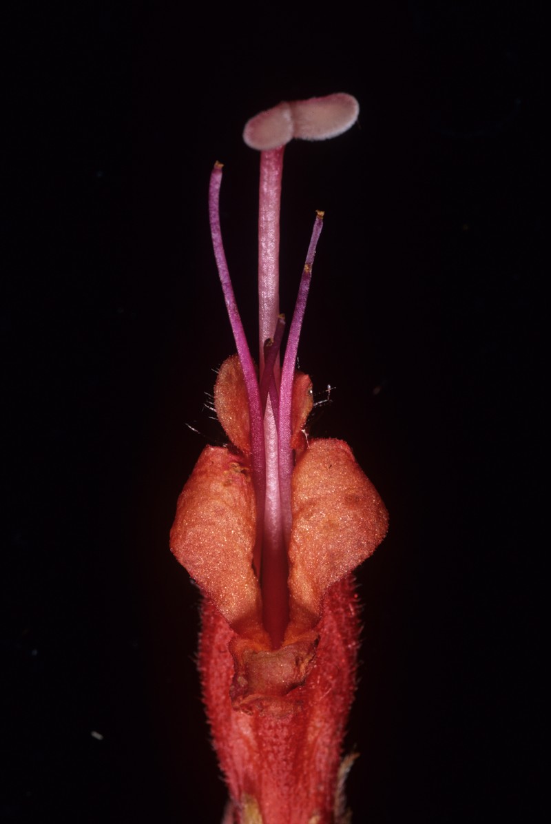 Agalmyla biflora photo 3