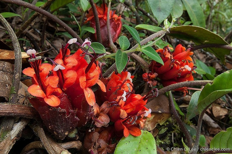 Agalmyla borneensis