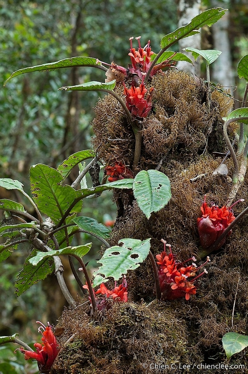 Agalmyla borneensis photo 2