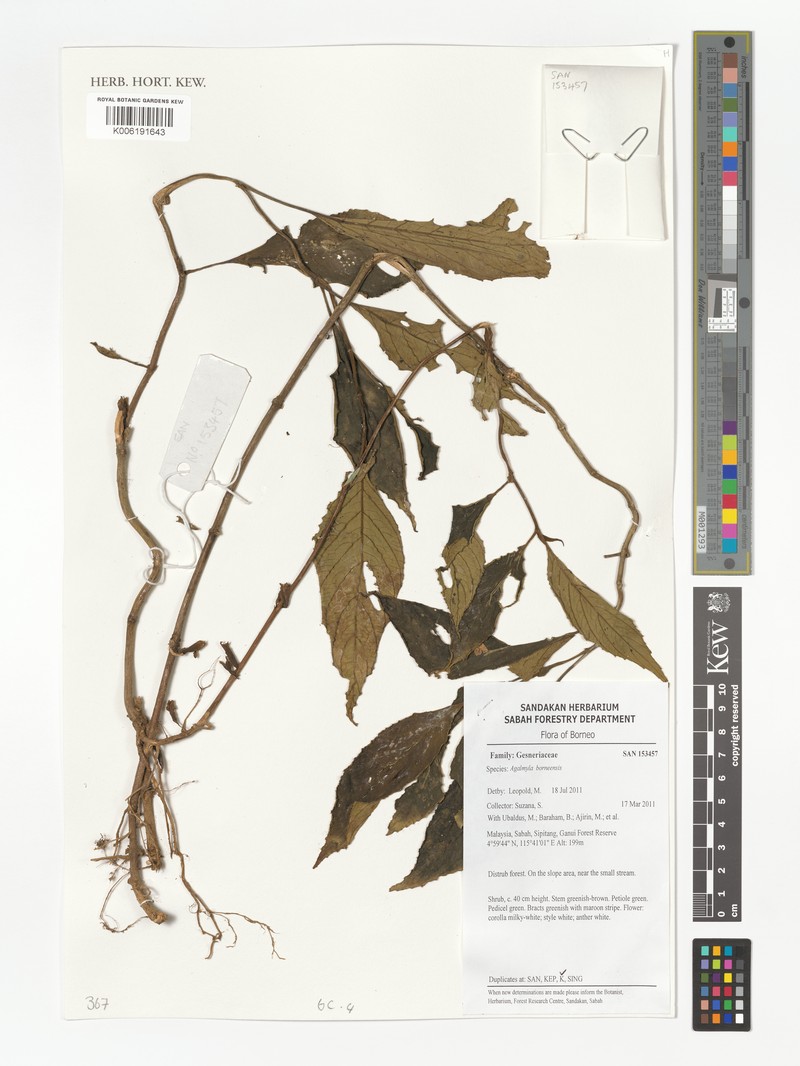 Agalmyla borneensis photo 3