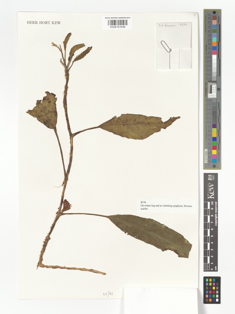 Agalmyla borneensis photo 4