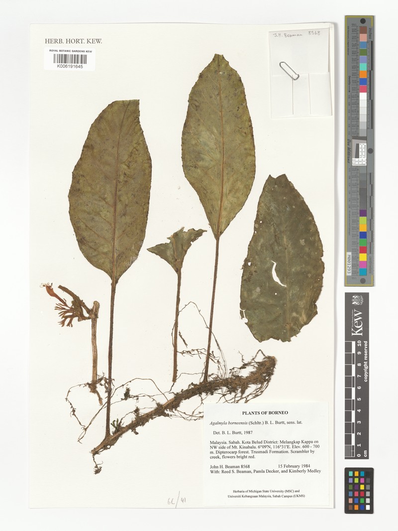 Agalmyla borneensis photo 5