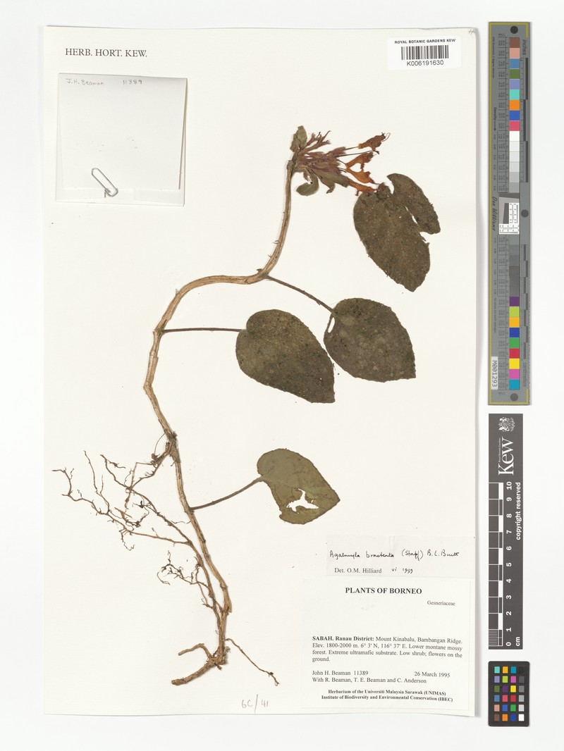 Agalmyla bracteata