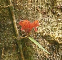 Agalmyla brevipes