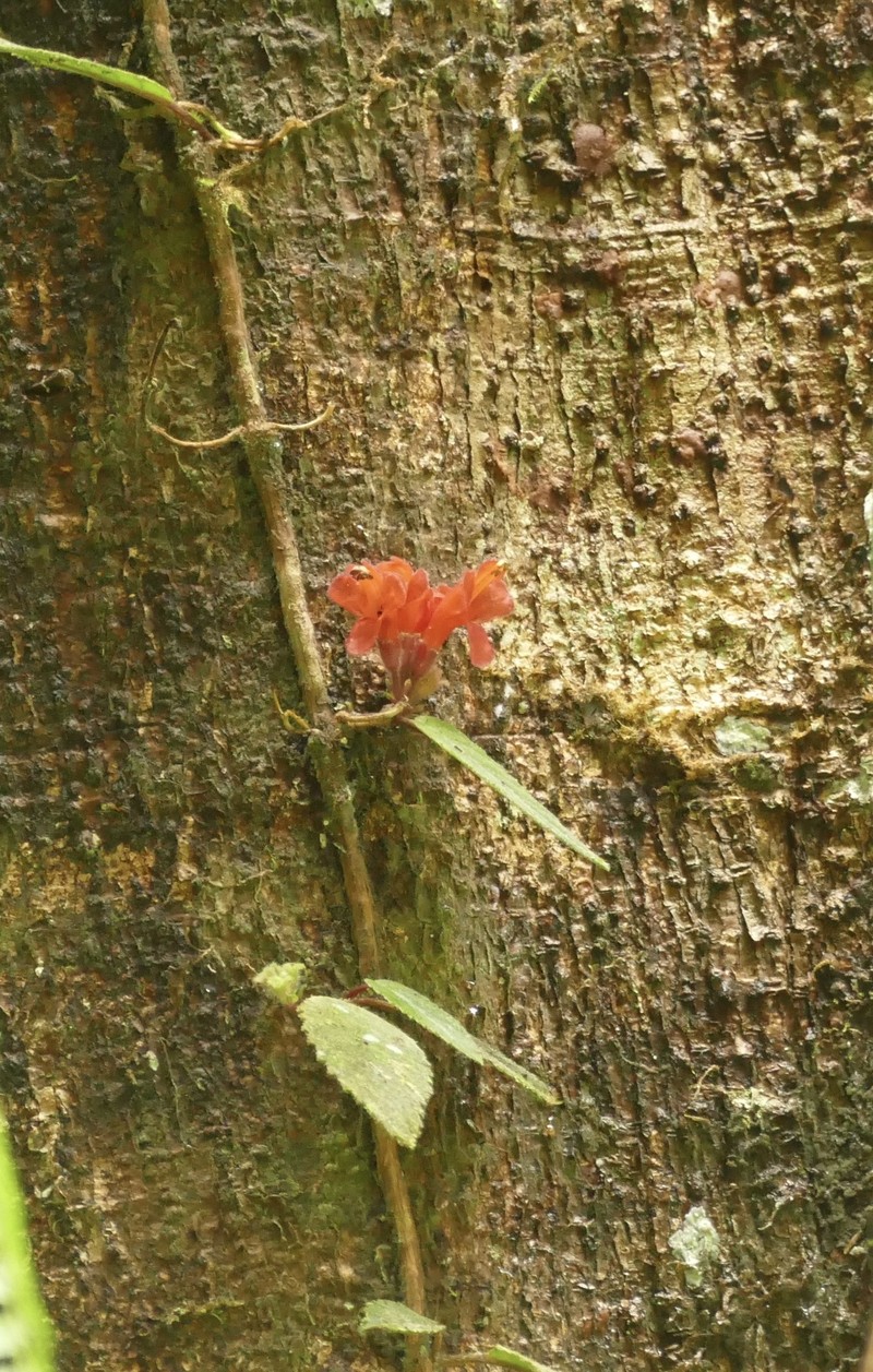 Agalmyla brevipes photo 2