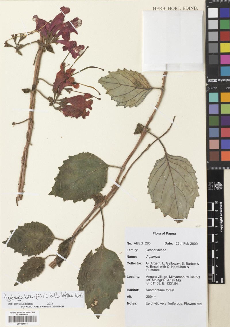 Agalmyla brevipes photo 3