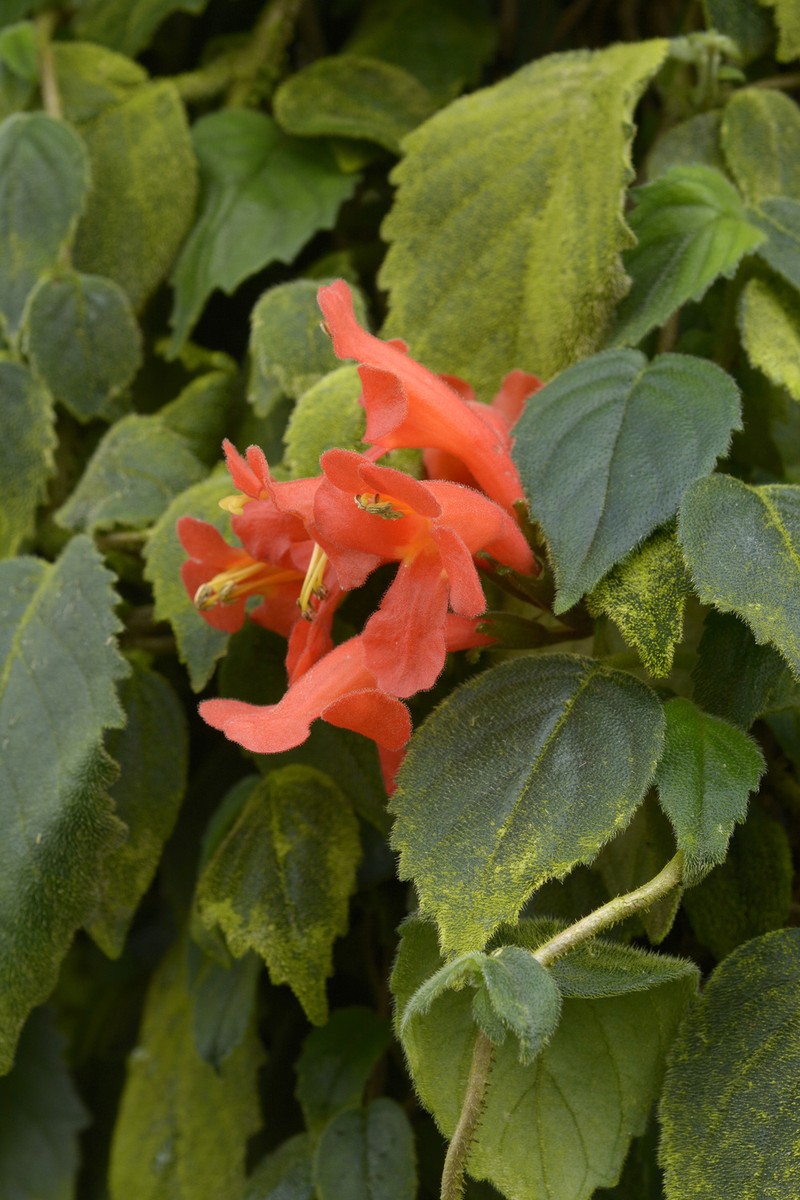 Agalmyla brevipes photo 4