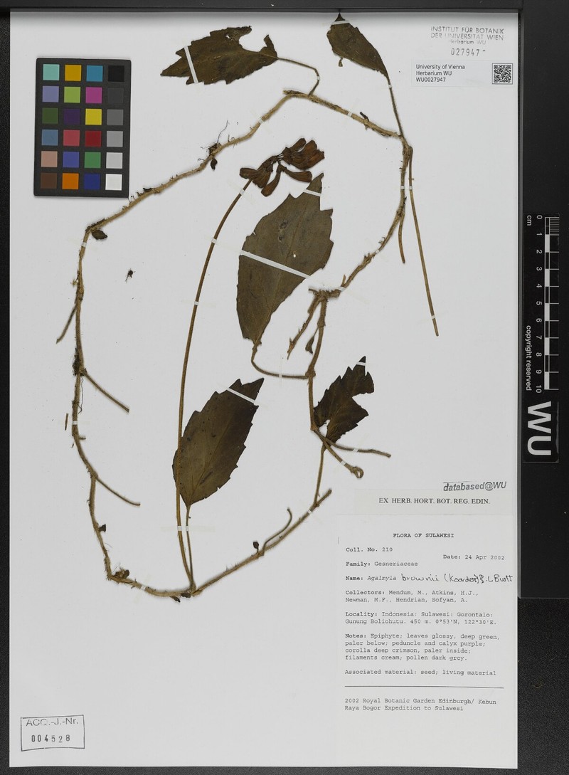 Agalmyla brownii