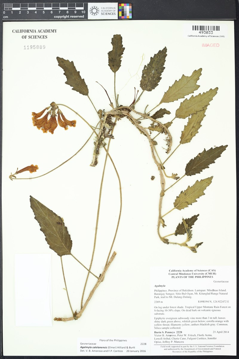Agalmyla calelanensis