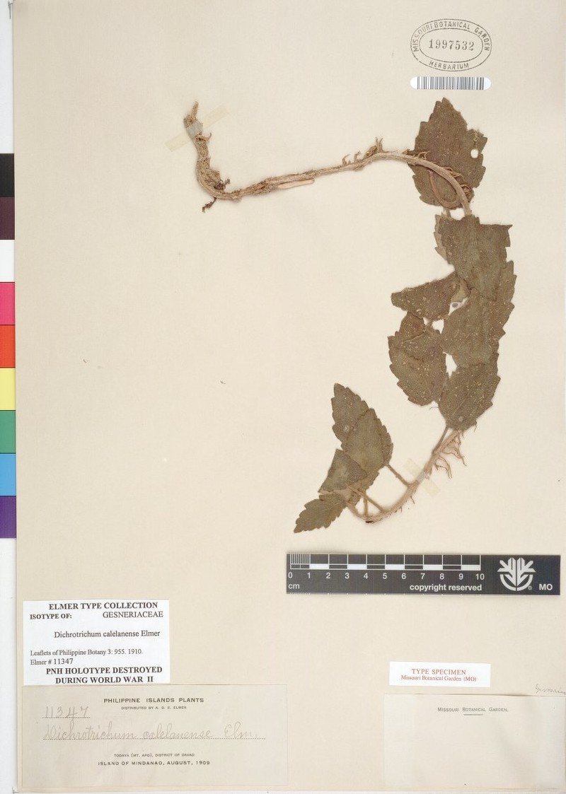 Agalmyla calelanensis photo 2