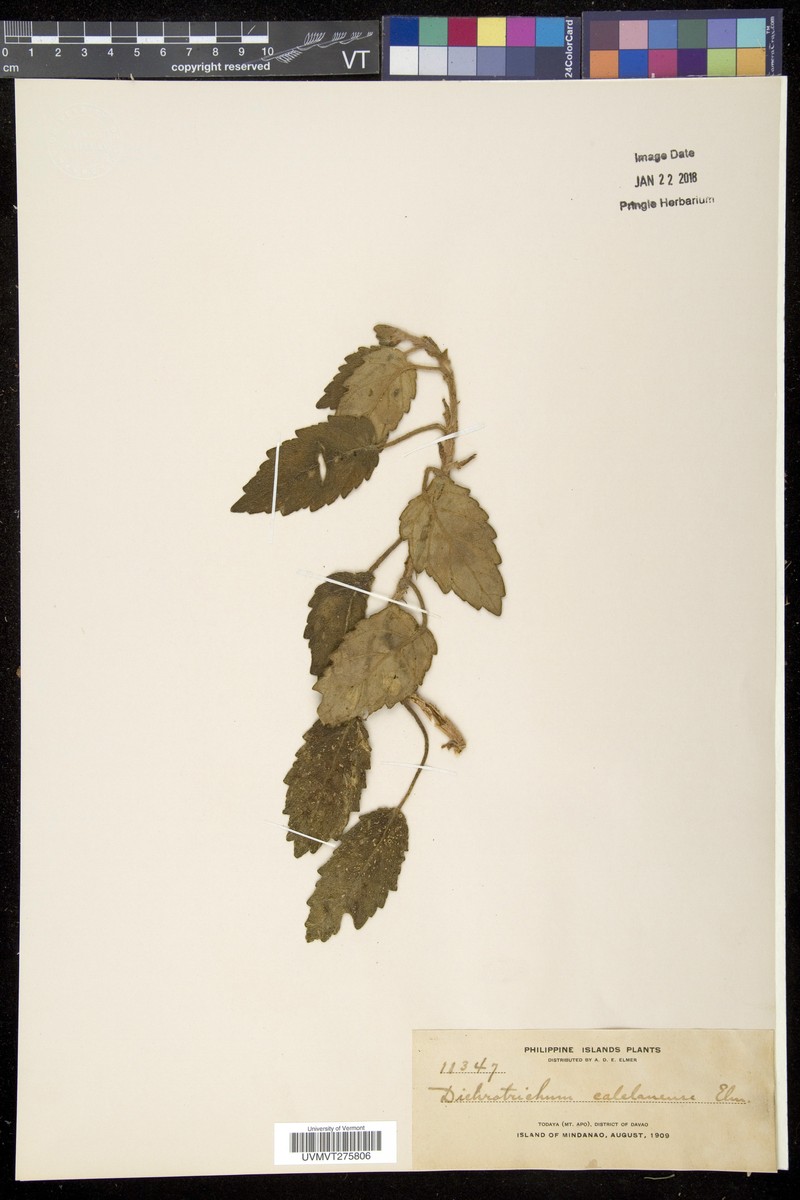 Agalmyla calelanensis photo 3