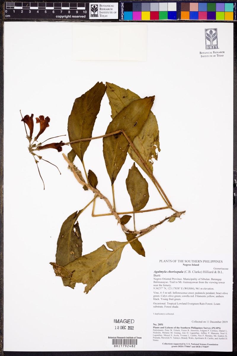 Agalmyla chorisepala