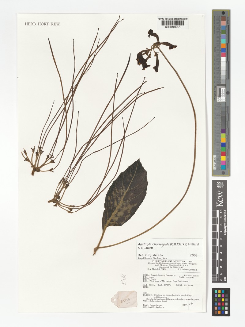 Agalmyla chorisepala photo 2