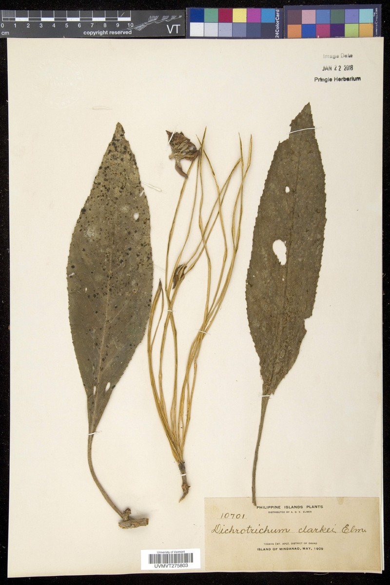 Agalmyla clarkei