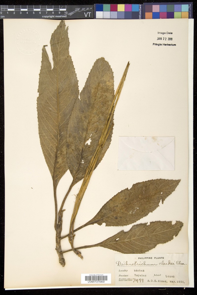 Agalmyla clarkei photo 2