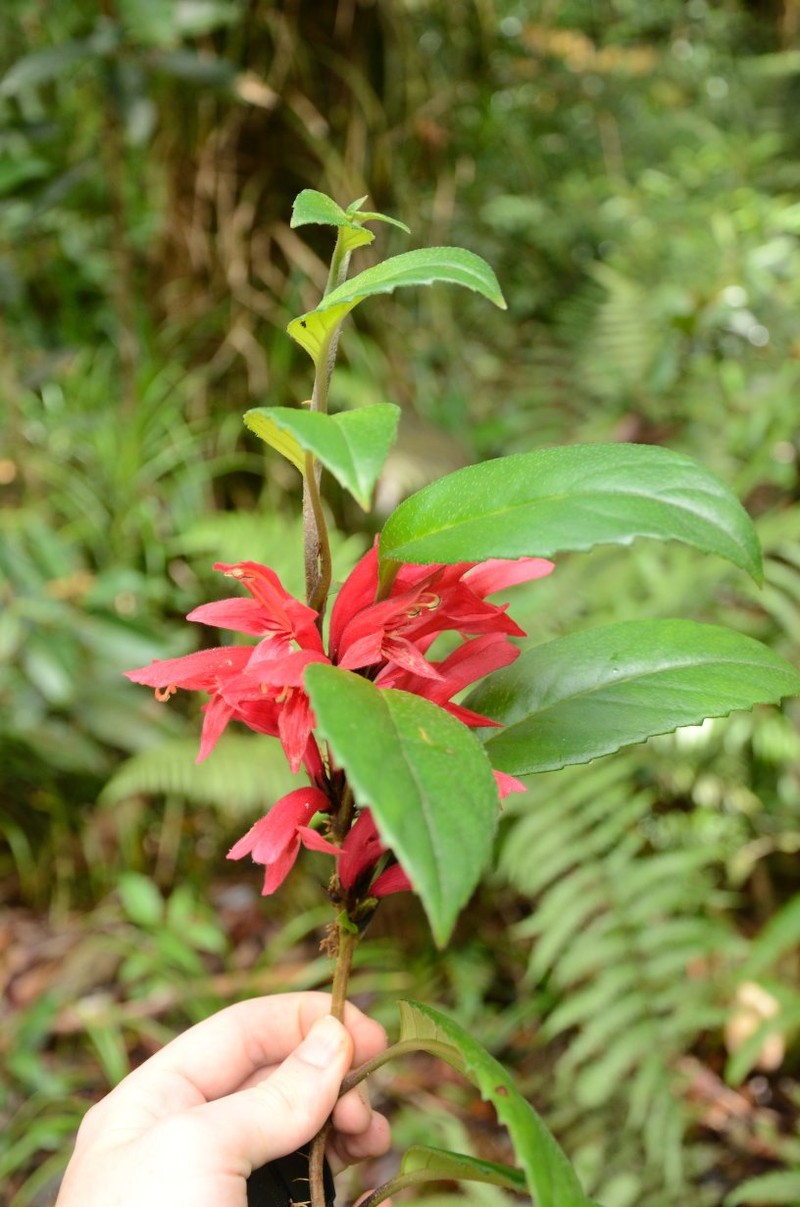Agalmyla columneoides