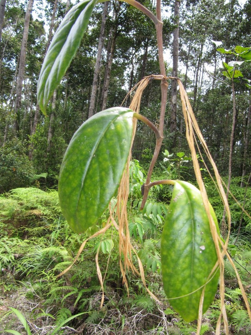Agalmyla columneoides photo 2