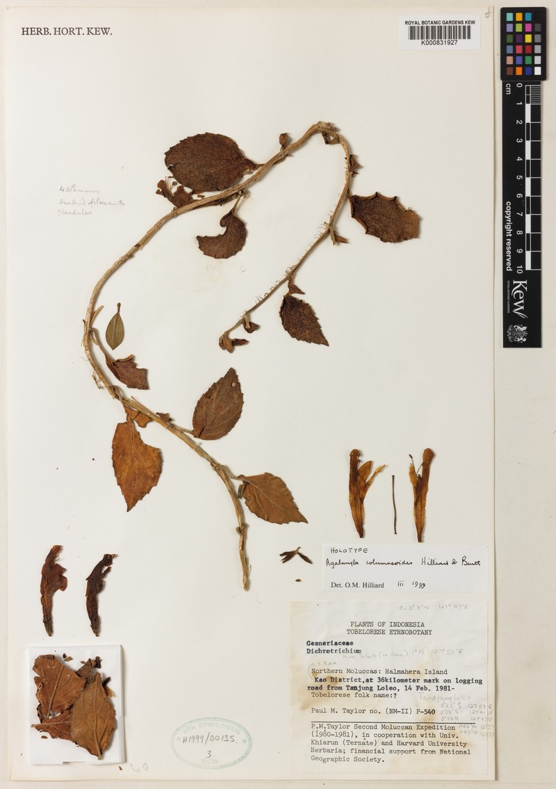 Agalmyla columneoides photo 3