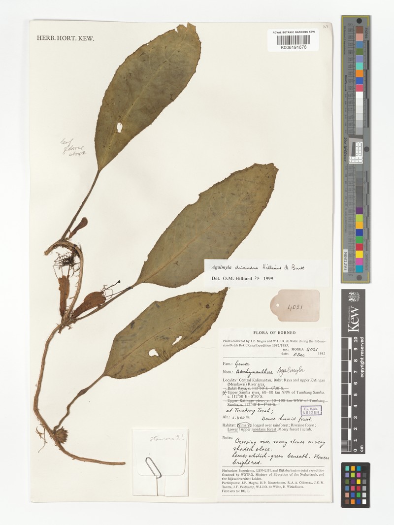 Agalmyla diandra