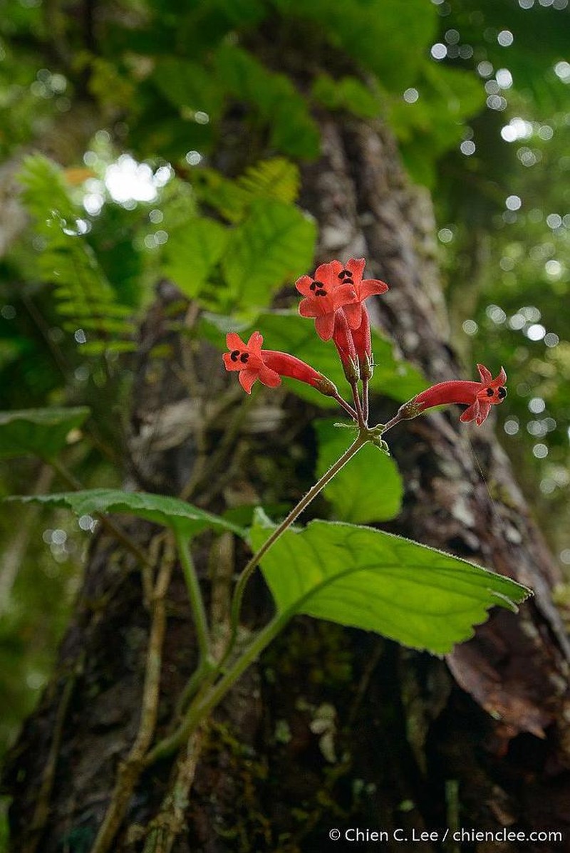Agalmyla elongata