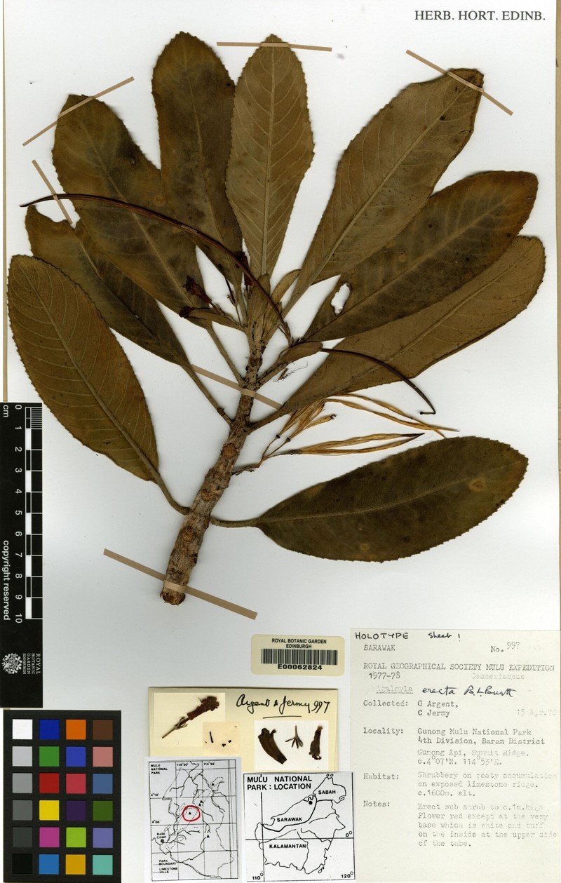 Agalmyla erecta