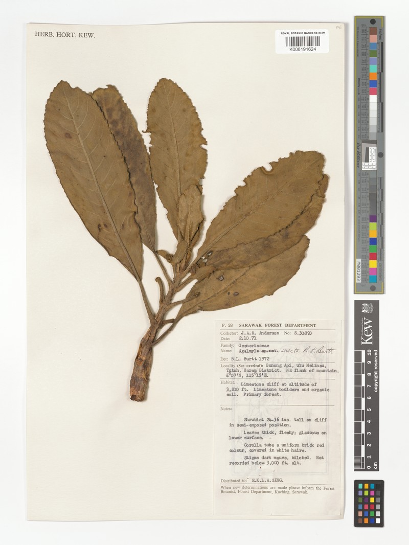 Agalmyla erecta photo 2