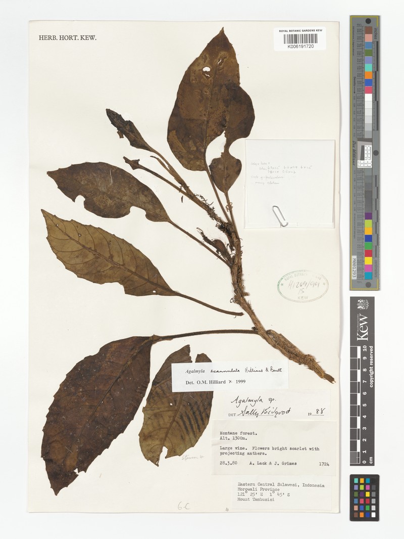 Agalmyla exannulata