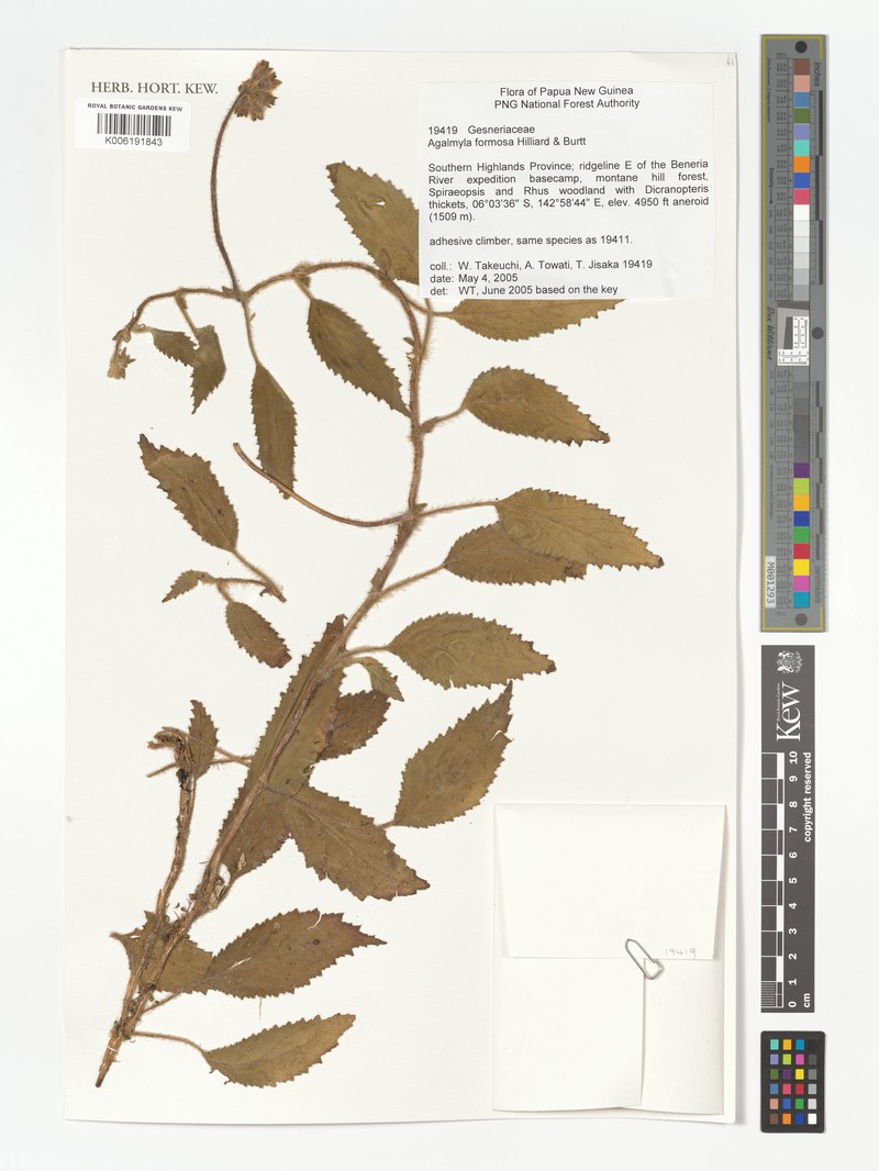 Agalmyla formosa