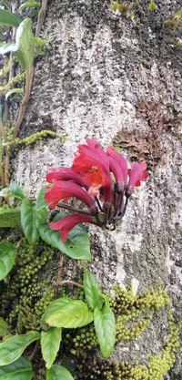 Agalmyla glabra