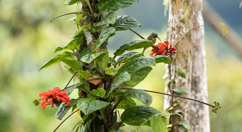 Agalmyla glabra photo 3
