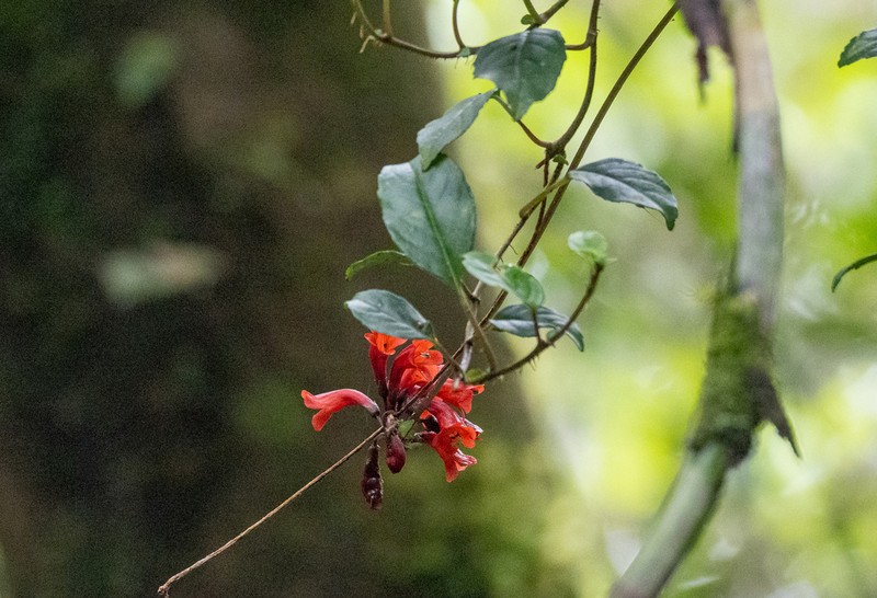 Agalmyla glabra photo 4