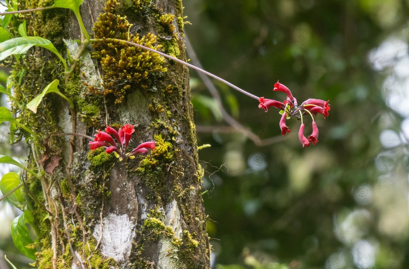 Agalmyla glabra photo 5