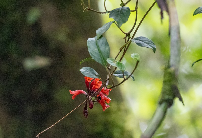 Agalmyla glabra photo 7