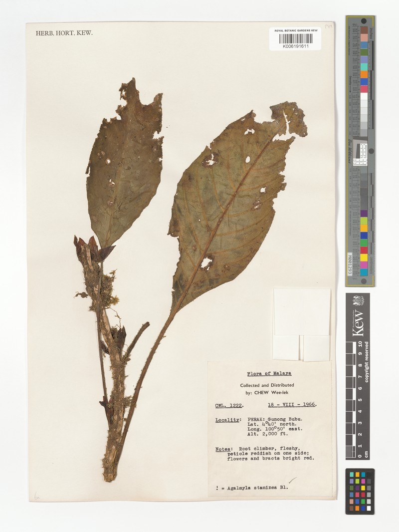 Agalmyla glabrisepala photo 3