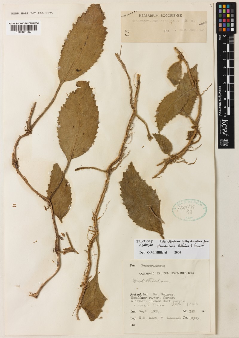 Agalmyla glandulosa