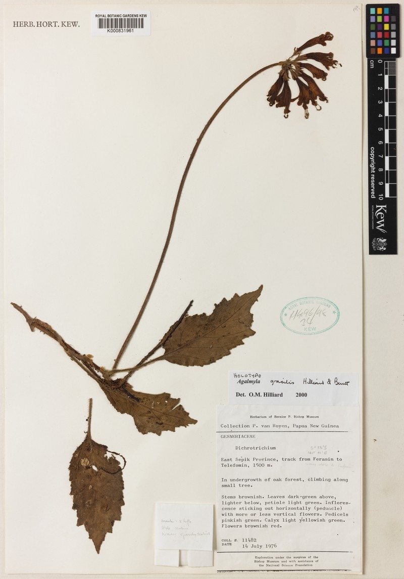 Agalmyla gracilis