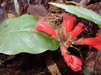 Agalmyla hirta