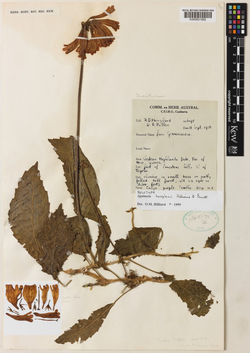 Agalmyla hooglenii