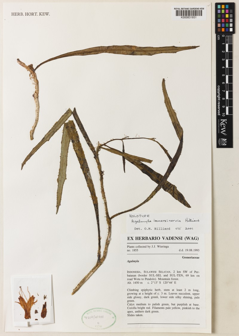 Agalmyla immersinervia