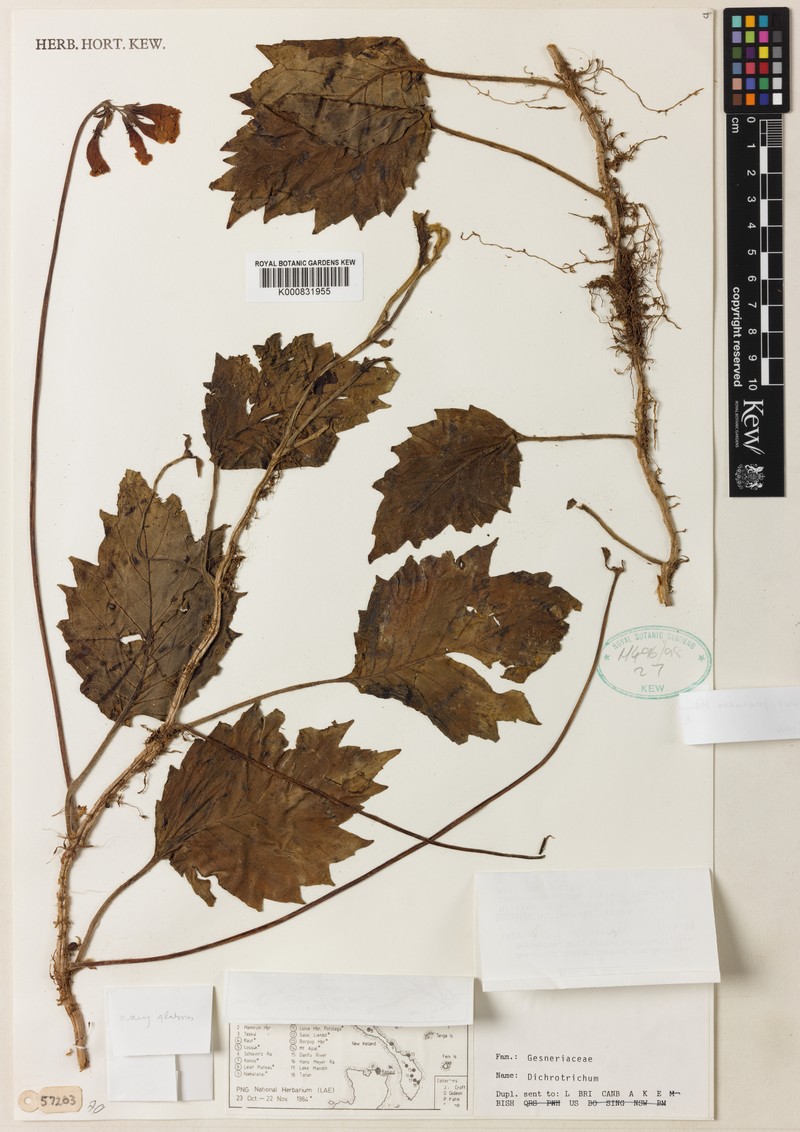 Agalmyla insularis