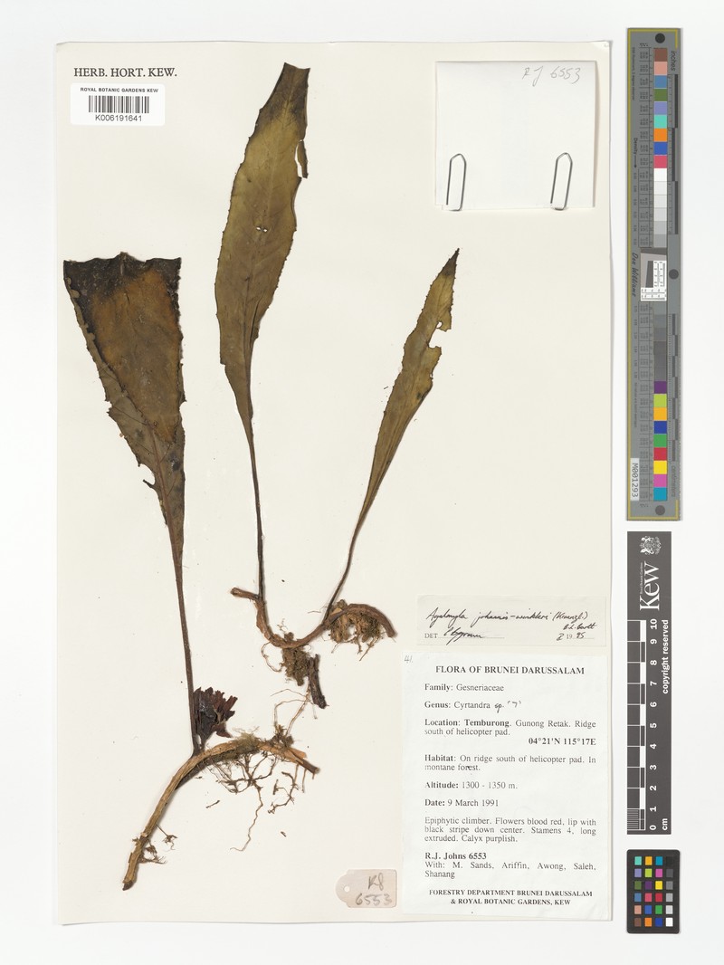 Agalmyla johannis-winkleri photo 2