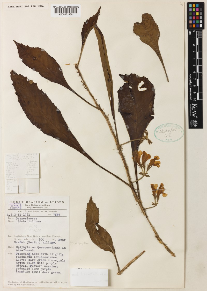 Agalmyla longiattenuata photo 2